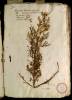  Fol. 1 

Absynthium Ponticum Matthioli. Abs. Galatium Sardonium Lob. Abs ponticum Galeni. Santonicum Ruellii. Abrotanum foem. Fuchsii.